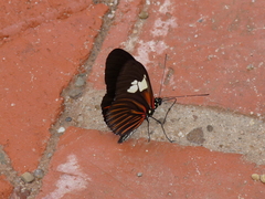 Heliconius burneyi