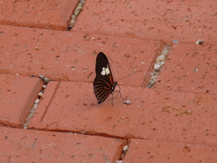 Heliconius burneyi