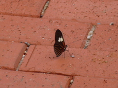 Heliconius burneyi