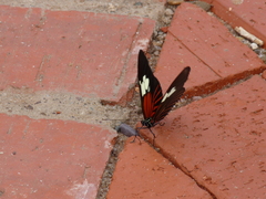 Heliconius burneyi