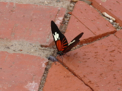 Heliconius burneyi