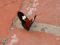 Heliconius burneyi