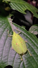 Tympanophyllum maximum