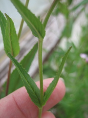 Epilobium ciliatum