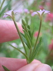 Epilobium ciliatum