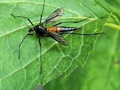 Tanyptera dorsalis