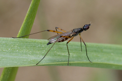 Micropeza corrigiolata