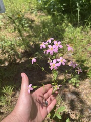 Sabatia angularis
