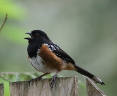 Pipilo maculatus oregonus