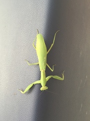 Hierodula patellifera