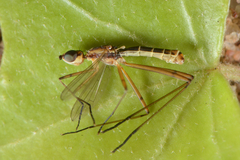 Micropeza lateralis