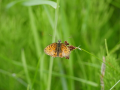 Boloria selene