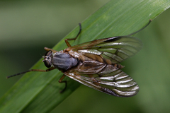 Rhagio vitripennis