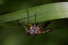Rhagio vitripennis