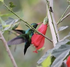 Chlorostilbon lucidus