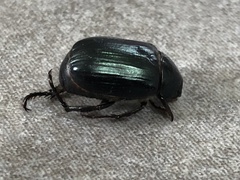 Paranomala cincta