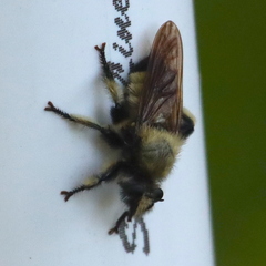 Laphria grossa