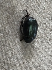 Paranomala cincta