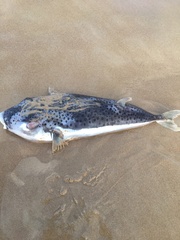 Lagocephalus sceleratus