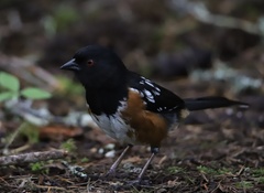 Pipilo maculatus oregonus