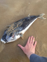 Lagocephalus sceleratus