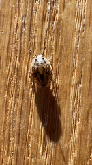 Stethaulax marmorata