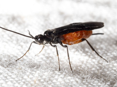 Atanycolus cappaerti