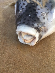 Lagocephalus sceleratus