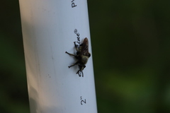 Laphria grossa