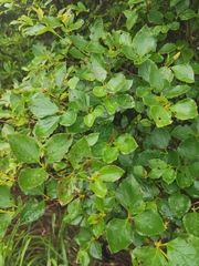 Rhododendron mariesii