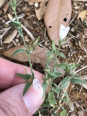 Carlowrightia texana