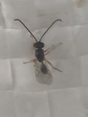 Hymenoptera