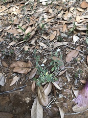 Carlowrightia texana