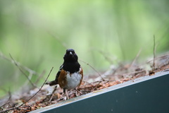 Pipilo maculatus oregonus