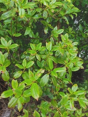 Rhododendron ovatum
