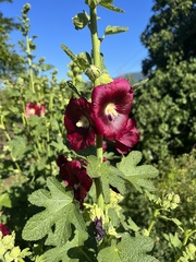 Alcea rosea