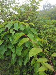 Stachyurus chinensis