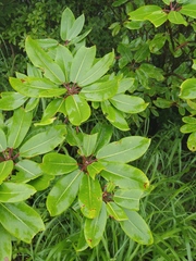 Daphniphyllum macropodum