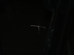 Pterophoridae