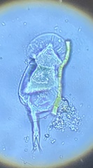 Squatinella