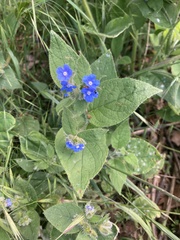 Pentaglottis sempervirens