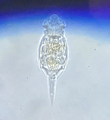 Squatinella