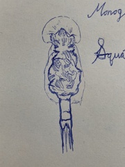 Squatinella