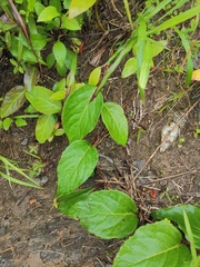 Schisandra sphenanthera