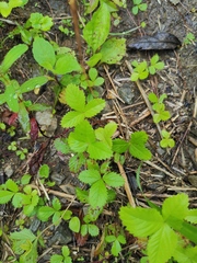 Potentilla freyniana