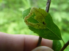 Agromyza valdorensis