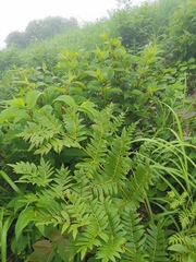 Osmunda japonica