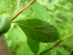 Agromyza valdorensis