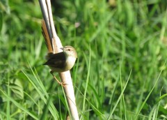 Prinia subflava pondoensis