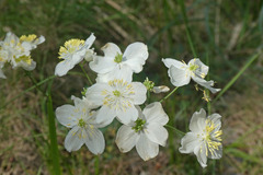 Thalictrum tuberosum
